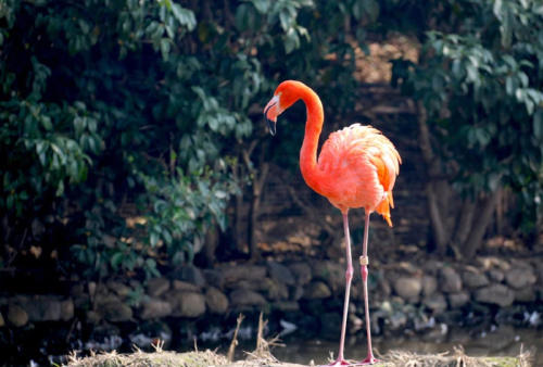 flamenco pexels flamenco pexels