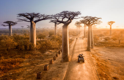 Un paseo entre gigantes por la asombrosa Avenida de los Baobabs