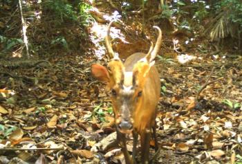 ciervo labrador