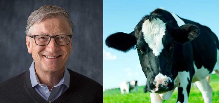 bill gates vaca