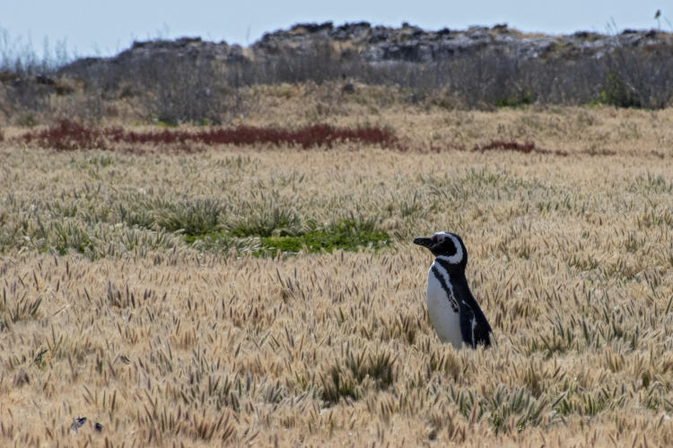 0084 Spheniscus magellanicus Pingüino patagónico PTDE20191201a