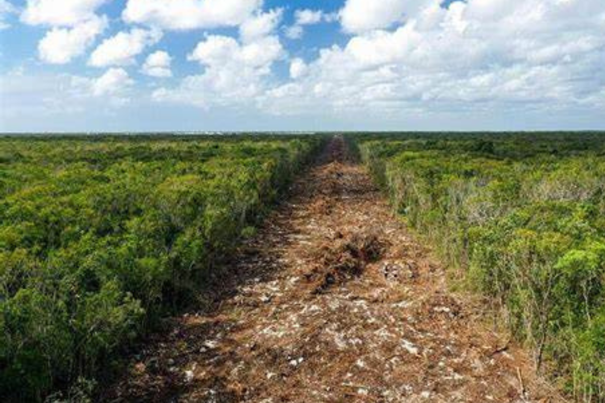 selva maya La Selva Maya está cambiando. Los datos satélitales indican que, al igual que el Amazonas, grandes sectores fueron talados en las últimas décadas