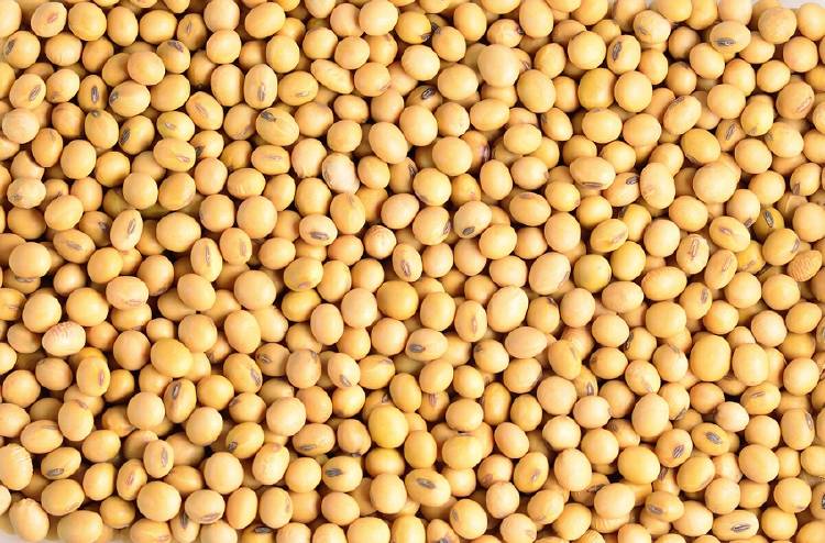 soya soya
