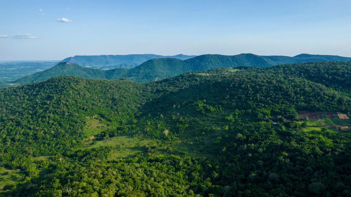 reforestación bosques de Paraguay