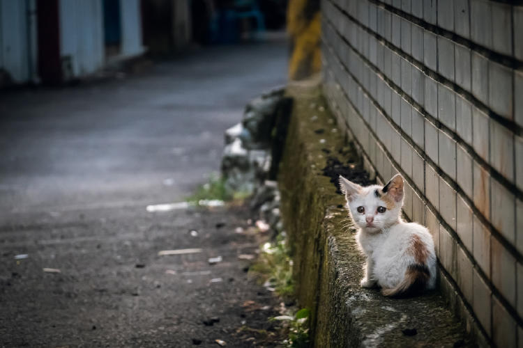 gato abandonado AdobeStock_311685036