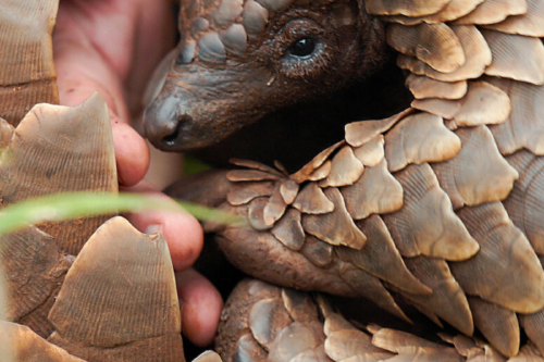 Pangolín, el viaje de Kulu Pangolín, el viaje de Kulu en Netflix: un documental que conmueve por su sensible temática y se estrenará el 21 de abril de 2025. (Foto: ChatGPT)