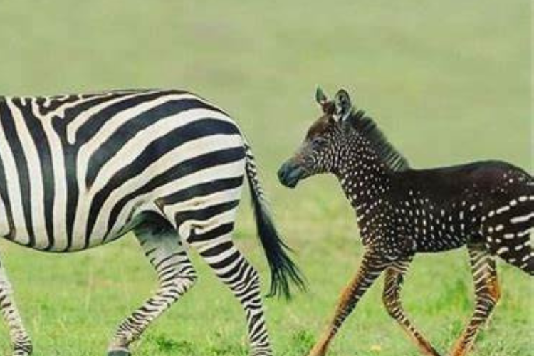 cebra El hallazgo no tardó en viralizarse y atraer la atención de biólogos, medios y amantes de los animales en todo el mundo.