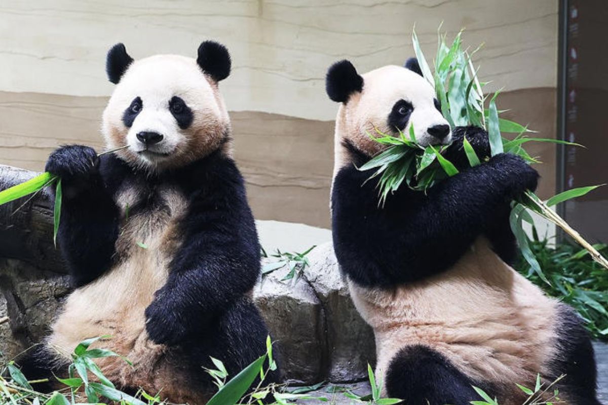 Las osas panda gemelas de Everland en su nueva casa© /yonhapnews 