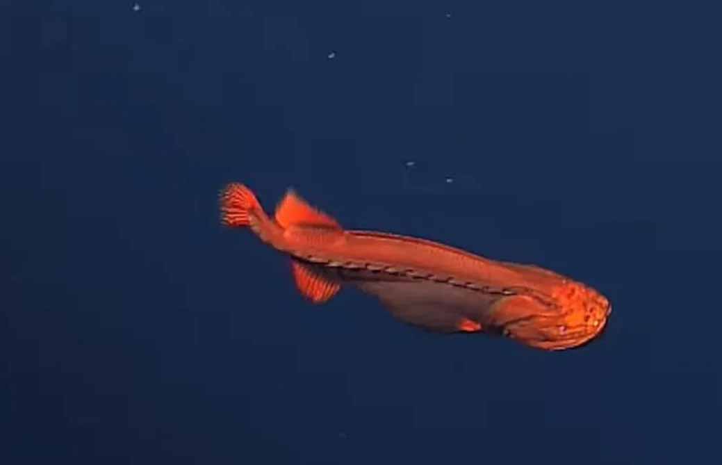 pez ballena pez ballena