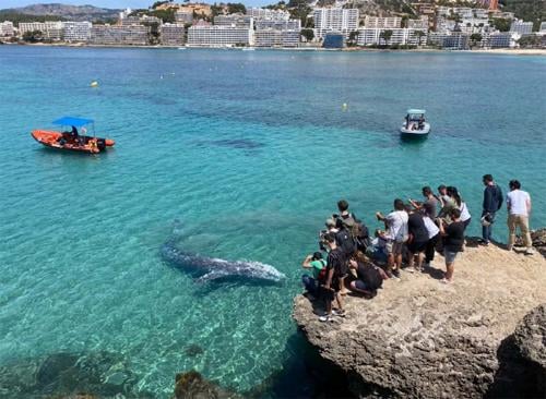 ballena wally 1 ballena wally 1