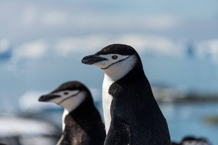 pinguinos barbijos