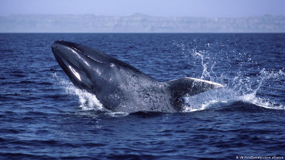 Ballena azul Chile Ballena azul Chile