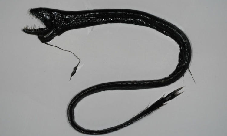 pez dragon negro pez dragon negro