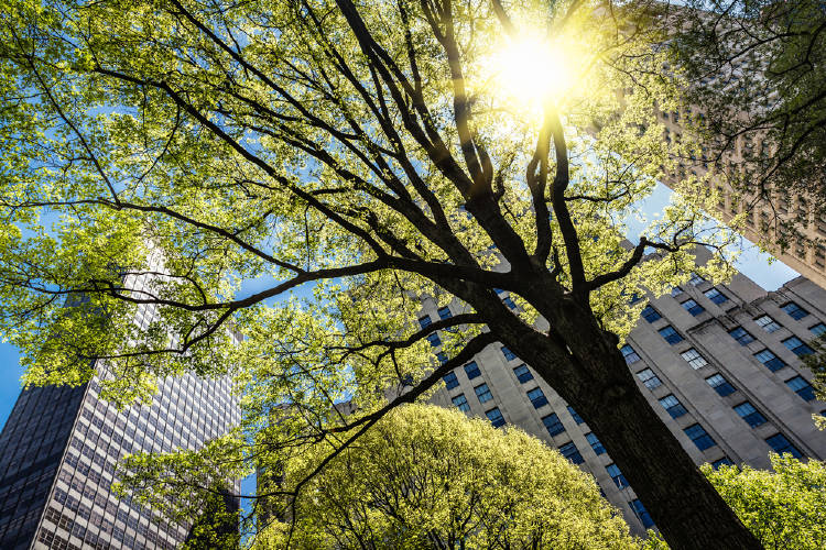 arbol edificios