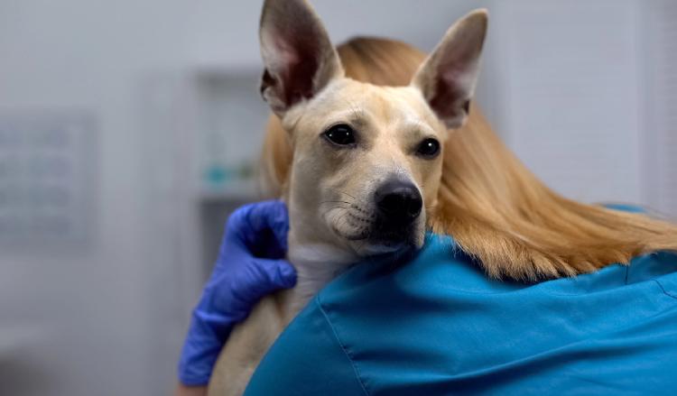 IA mascotas IA mascotas