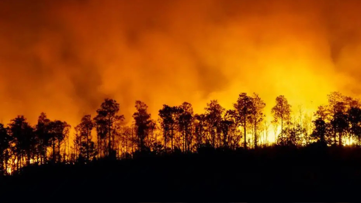 selva Páises inhabitables en el 2050 según la NASA