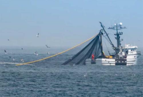 Al menos 27 pesqueros chinos amenazan los recursos del Mar Argentino