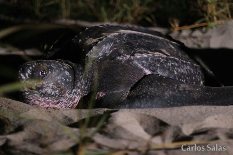 Foto Carlos Salas Mexico 3 Foto Carlos Salas Mexico 3