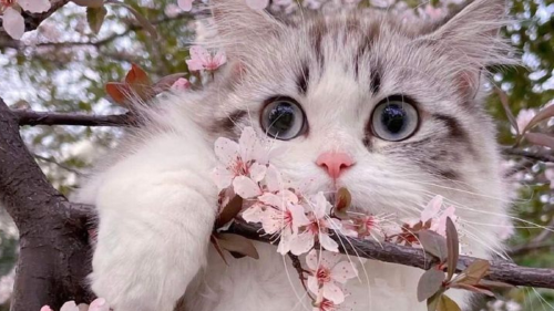 GATO PERSA Hoy en día, el gato Persa es una de las razas más populares y reconocidas en todo el mundo, admirado por su elegancia, su dulce temperamento y su pelaje lujoso (Foto: Pinterest)