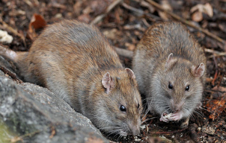 rata parda2 rata parda2