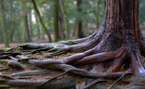 Sabían qué los árboles se comunican bajo la tierra? – Nuestroclima