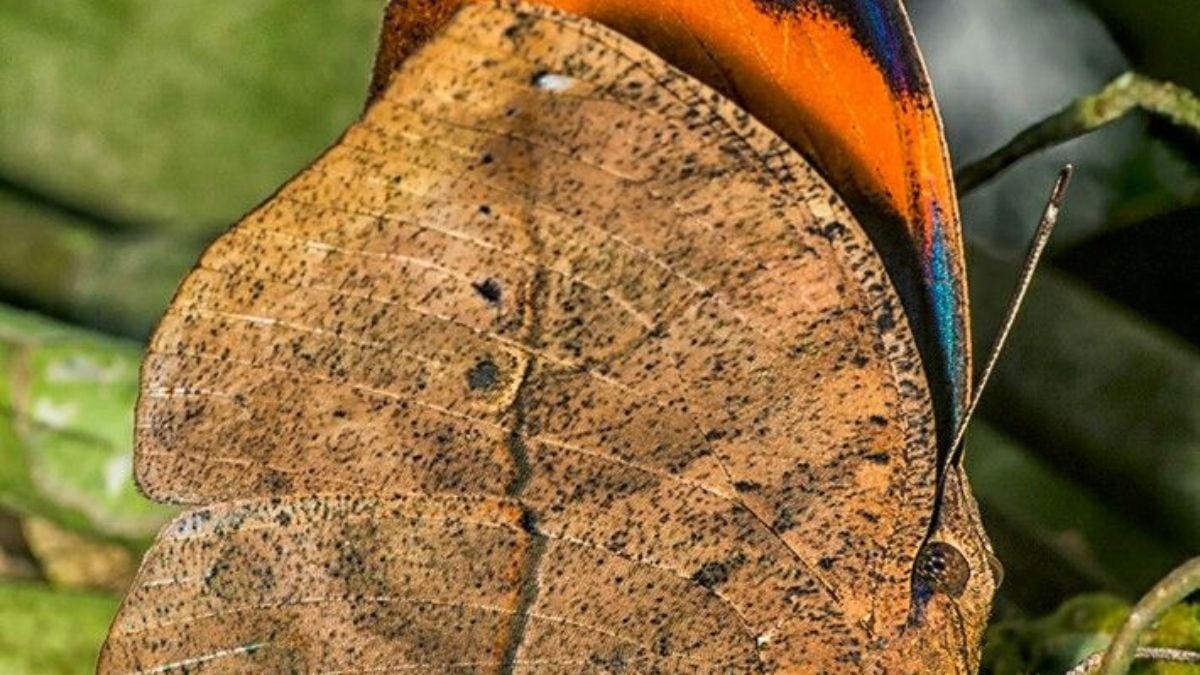 La mariposa mas rara del mundo se convierte en hoja: conocida como la \"mariposa hoja seca\" (Foto: Pinterest)