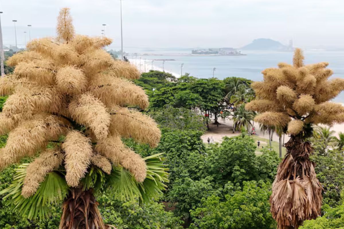 Imponentes palmeras en Río de Janeiro florecen por primera y única vezLucas Dumphreys   AP 
