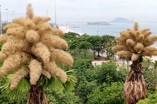 palmeras Imponentes palmeras en Río de Janeiro florecen por primera y única vezLucas Dumphreys AP