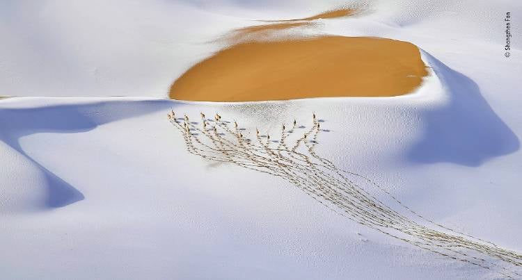 Shangzhen Fan / Wildlife Photographer of the Year