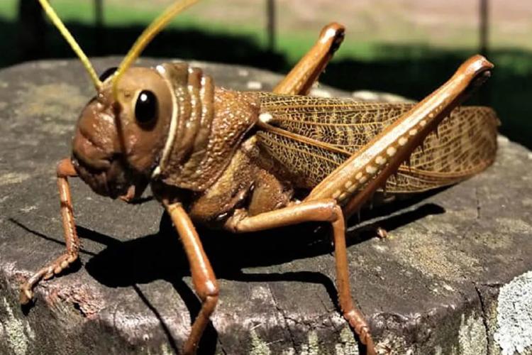 tucura El tucura sapo es un tipo de ortóptero que puede encontrarse en grandes grupos durante la temporada cálida.