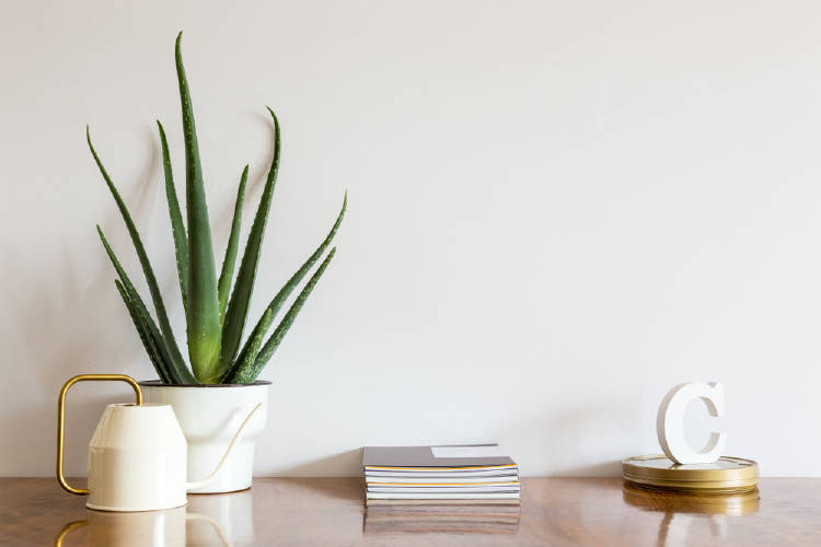 aloe vera plantas para la oficina