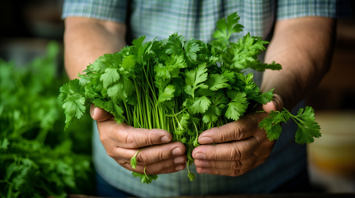 Diy Una Gu A Paso A Paso De C Mo Cultivar Cilantro En Interiores Bioguia