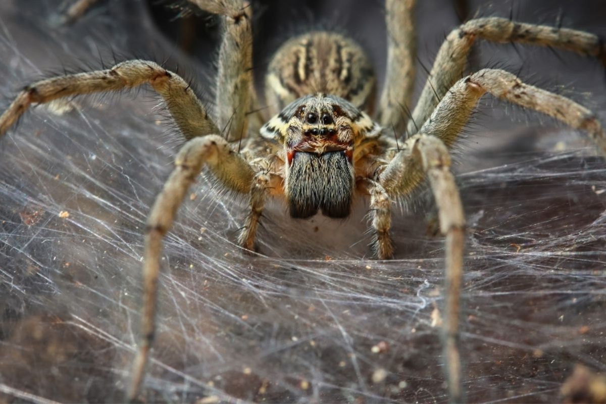 A funnel spider from a different species than those in the cave. (Amith Nag Photography/Getty Images)