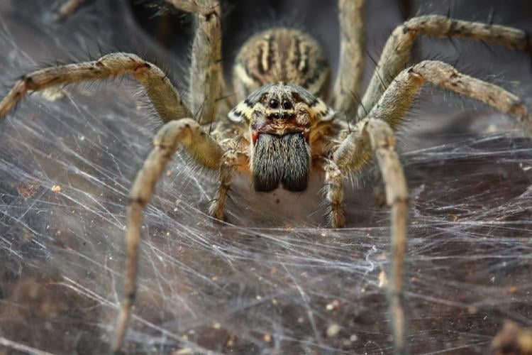 araña A funnel spider from a different species than those in the cave. (Amith Nag Photography/Getty Images)