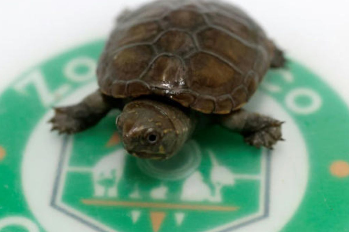 El nacimiento de esta tortuga en el Zoológico de Guadalajara representa una oportunidad para frenar la extinción de la especie. (Pinterest)