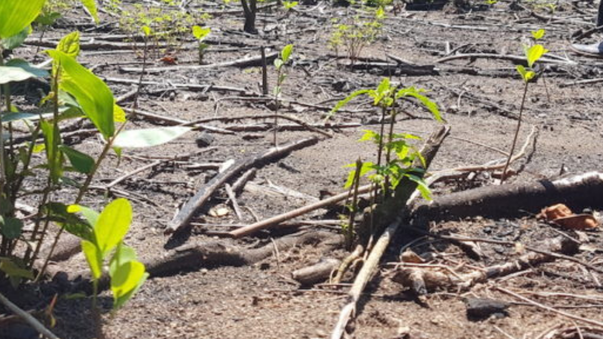 La alteración destructiva de hábitats naturales y la contaminación consecuente de las actividades del narcotráfico desafían la biodiversidad