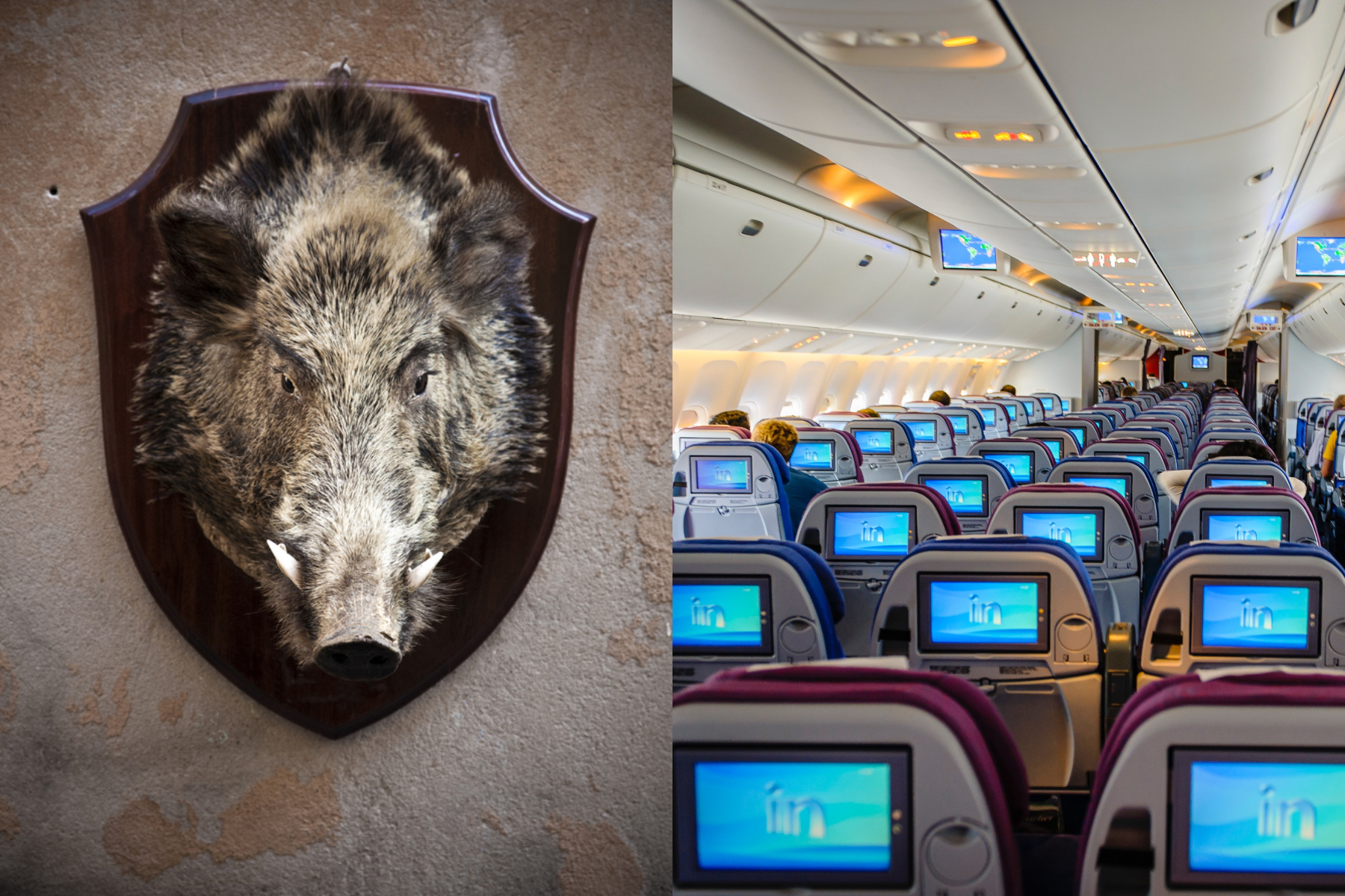 trofeos de caza trofeos de caza