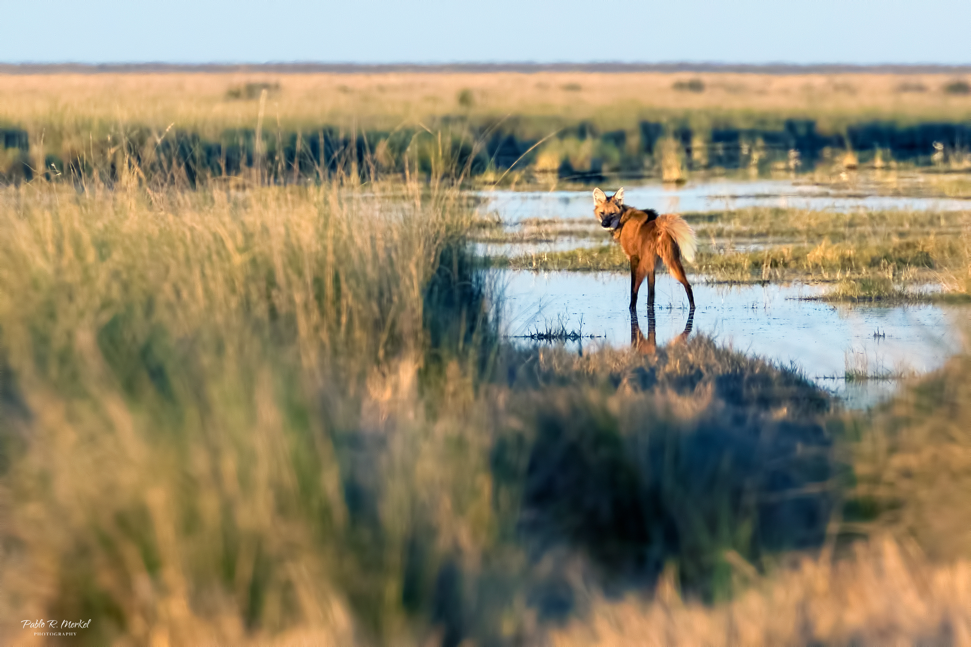 Aguará guazú Ph Malena Srur Aguará guazú Ph Malena Srur