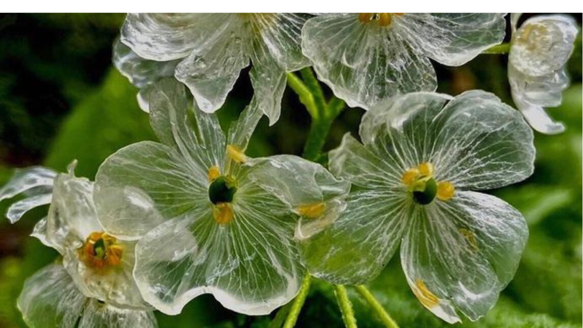 flor de cristal Flor de cristal: la especie transparente que querrás tener en tu jardín al destacarse por su sencilla estructura y por la singular capacidad que presentan sus pétalos (Foto: Pinterest)