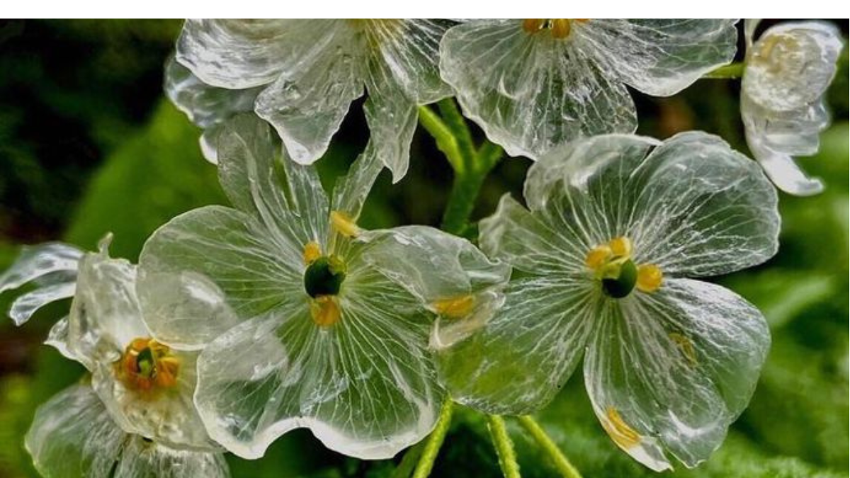 Flor de cristal: la especie transparente que querrás tener en tu jardín al destacarse por su sencilla estructura y por la singular capacidad que presentan sus pétalos (Foto: Pinterest)