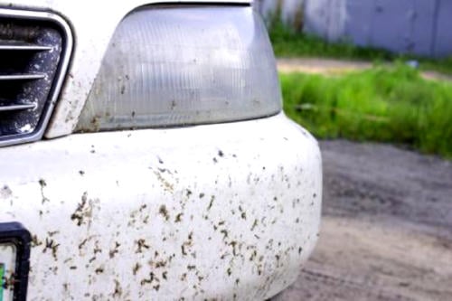 salpicaduras insectos la vanguardia2 salpicaduras insectos la vanguardia2