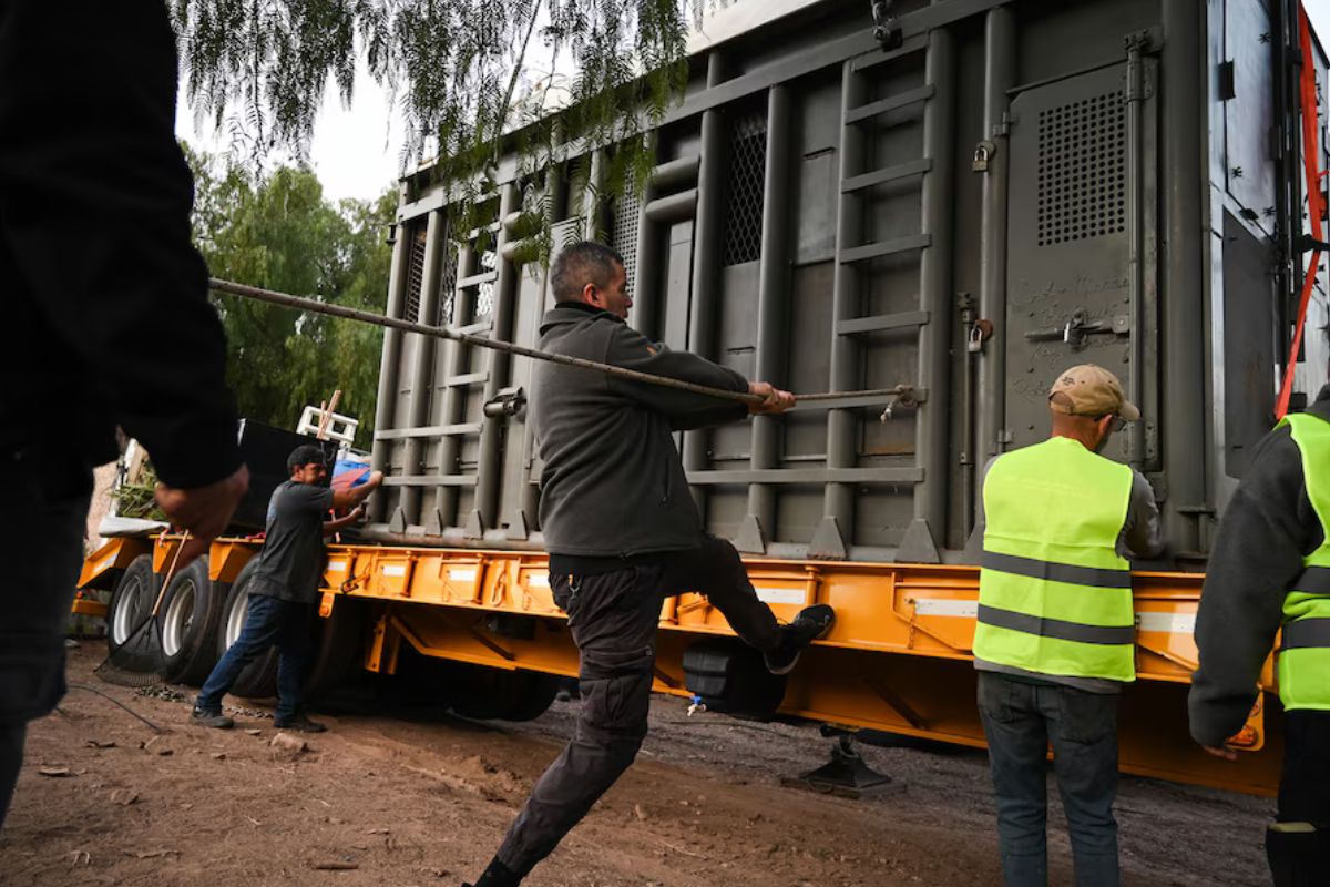Kenya viaja dentro de una estructura de hierro diseñada especialmente para su seguridad. La caja está equipada con cámaras internas que permiten monitorear en todo momento su estado físico y anímico. (INFOBAE)