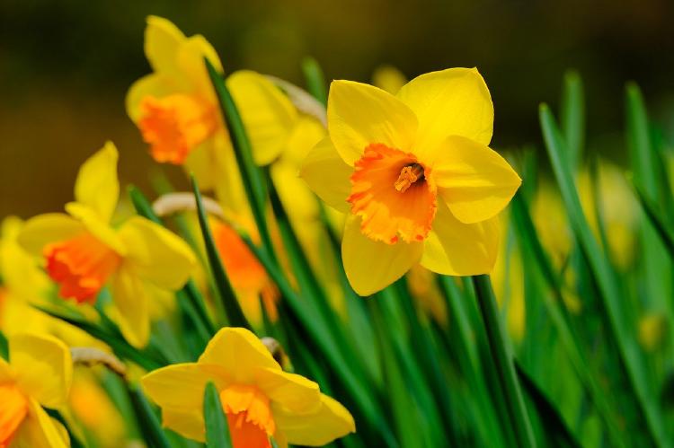 Narcissus flowers are a symbol of a new beginning.