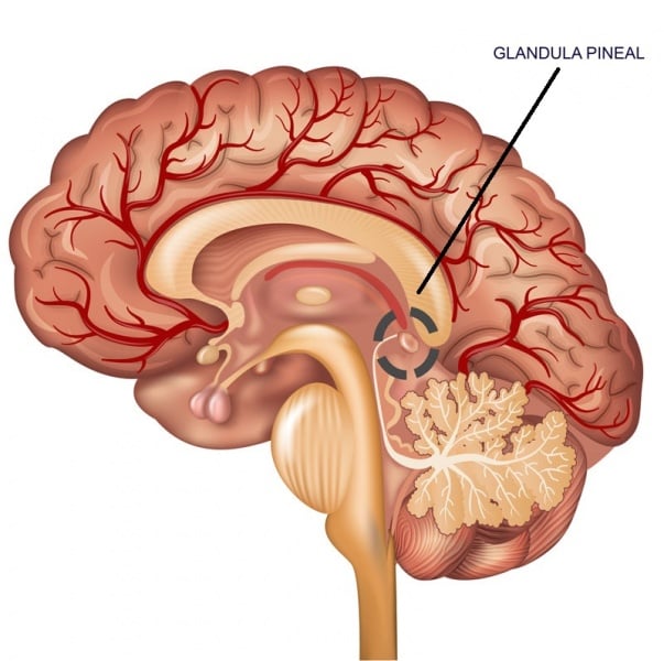 Glándula Pineal: aprende qué es, su función y cómo activarla | Bioguia