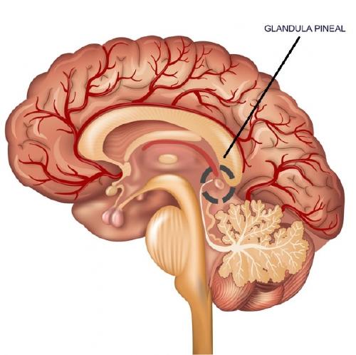 Glándula Pineal: aprende qué es, su función y cómo activarla | Bioguia