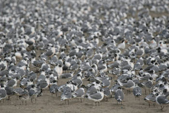 gaviota franklin peru