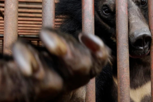 oso en jaula Imagen: apnews.com