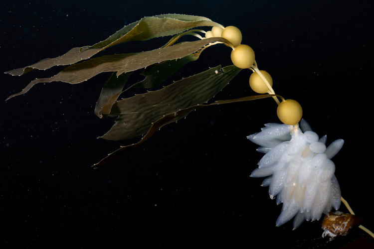 Huevos de calamar en las algas patagónicas Foto por Cristian Lagger