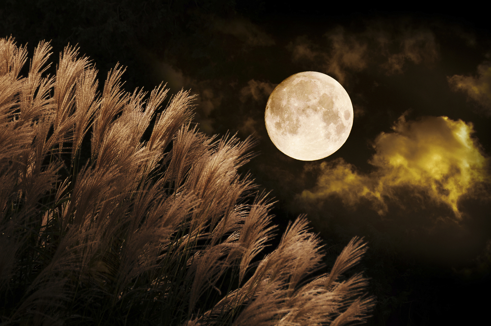 shutterstock_185497301 shutterstock_185497301.jpg