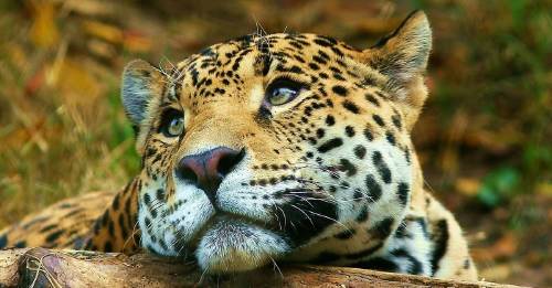 ¡Una gran noticia! Luego de 50 años, nacen Yaguaretés en Corrientes ¡Una gran noticia! Luego de 50 años, nacen Yaguaretés en Corrientes